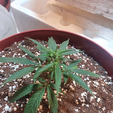 OPR "Original Punto Rojo " growlog timeline photo