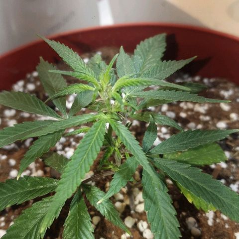 OPR "Original Punto Rojo " growlog timeline photo