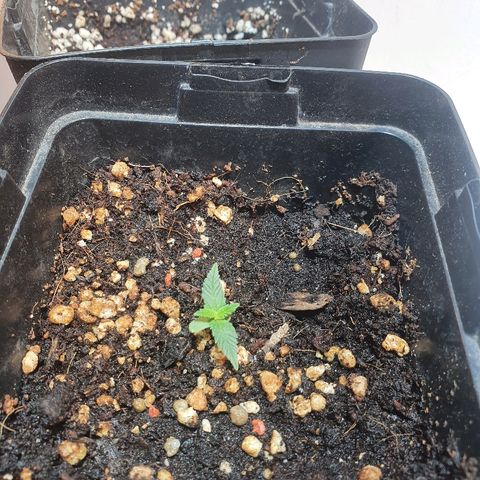 Gorilla Girl  growlog timeline photo