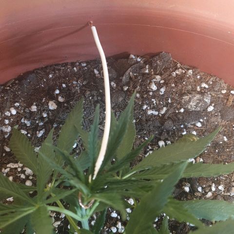 Amnesia kush  #1 growlog photo: Amare lst