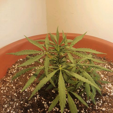 Amnesia kush  #1 growlog photo: Amare lst