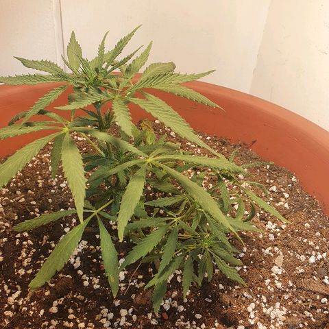 Amnesia kush  #1 growlog photo: Amare lst