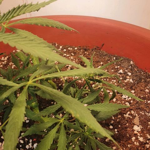 Amnesia kush  #1 growlog photo: Amare lst