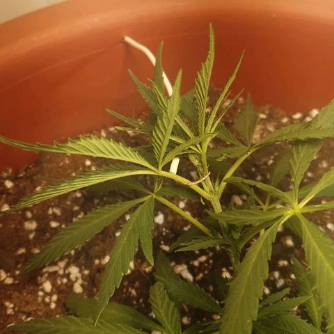Amnesia kush  #1 growlog photo: Amare lst