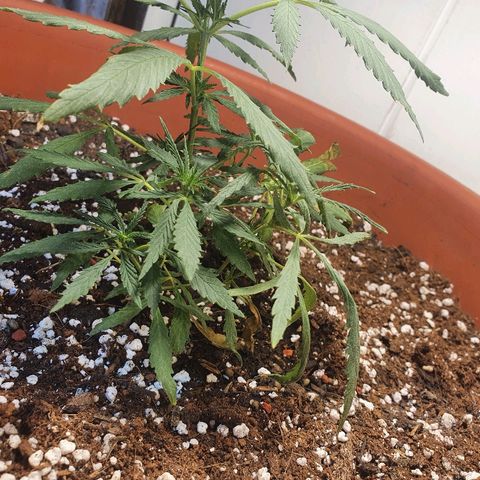 Amnesia kush  #1 growlog photo: Amare lst