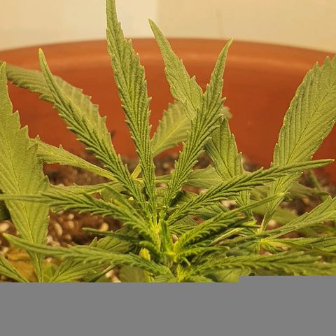 Amnesia kush  #1 growlog photo: Amare lst