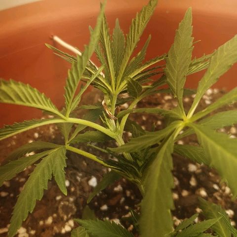 Amnesia kush  #1 growlog photo: Amare lst