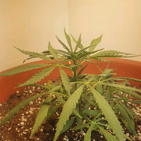 Amnesia kush  #1 growlog photo: Amare lst
