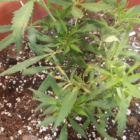 Amnesia kush  #1 growlog photo: Creció mucho q le llego al bombillo