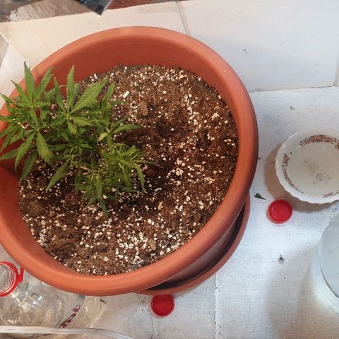 Amnesia kush  #1 growlog photo: Creció mucho q le llego al bombillo
