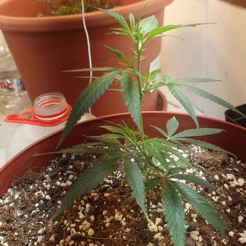 OPR "Original Punto Rojo " growlog timeline photo