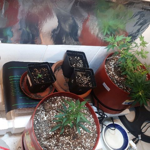 Amnesia kush  #1 growlog timeline photo