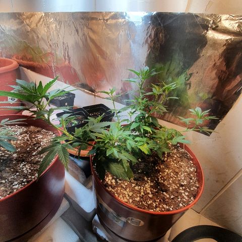 Gorilla Girl "Esqueje" growlog timeline photo