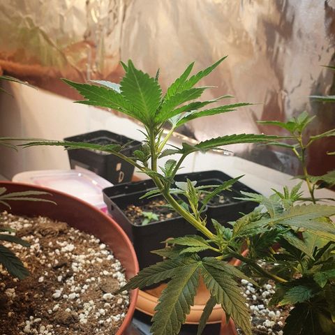 Gorilla Girl "Esqueje" growlog timeline photo
