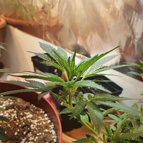 Gorilla Girl "Esqueje" growlog timeline photo