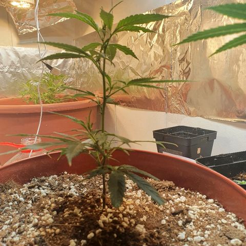 OPR "Original Punto Rojo " growlog timeline photo