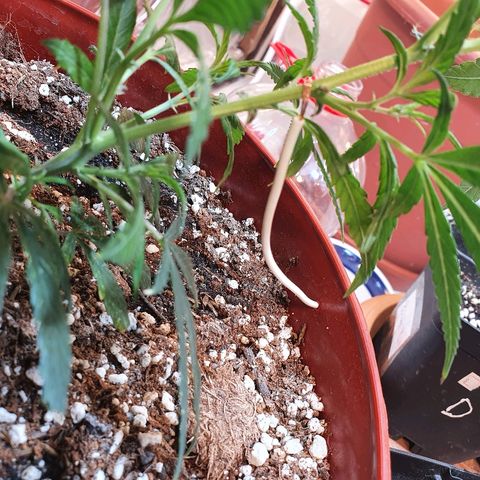 OPR "Original Punto Rojo " growlog photo: Amare lst 