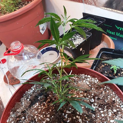 OPR "Original Punto Rojo " growlog photo: Amare lst 