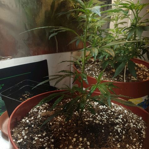 OPR "Original Punto Rojo " growlog photo: Amare lst 