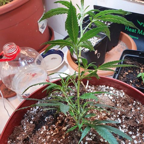 OPR "Original Punto Rojo " growlog photo: Amare lst 