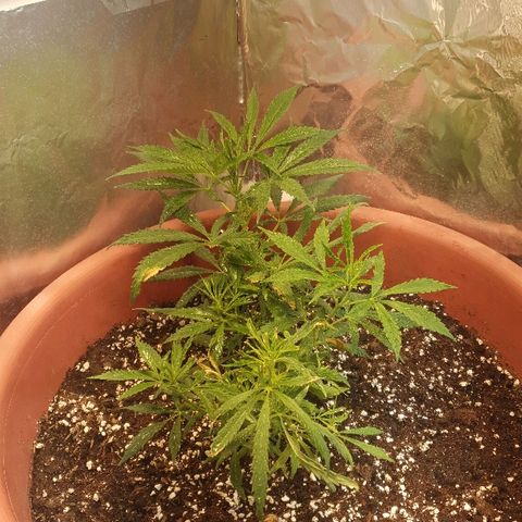 Amnesia kush  #1 growlog timeline photo
