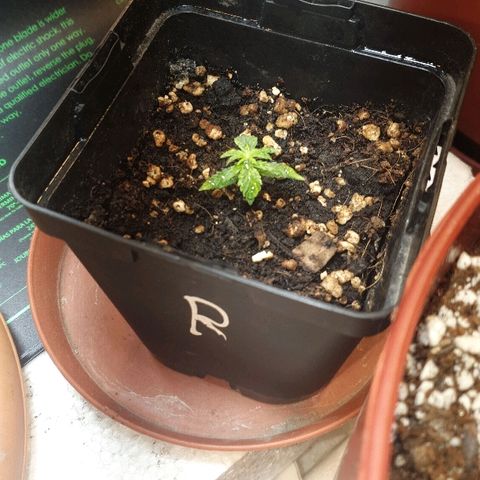 Gorilla Girl  growlog timeline photo