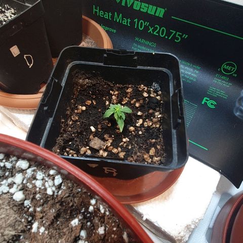 Gorilla Girl  growlog timeline photo