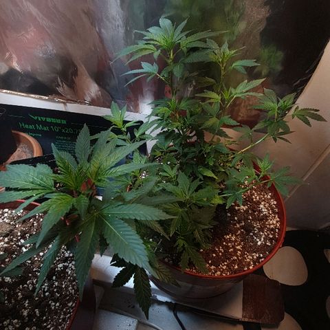 Gorilla Girl "Esqueje" growlog timeline photo