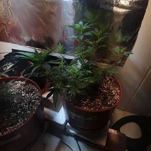Gorilla Girl "Esqueje" growlog timeline photo