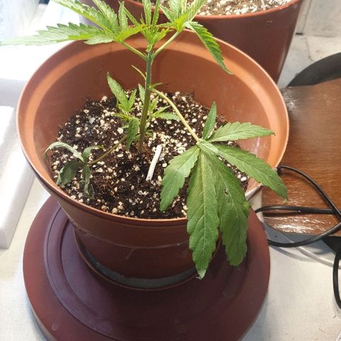 Northern Lights growlog timeline photo