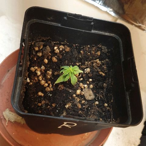 Gorilla Girl  growlog timeline photo