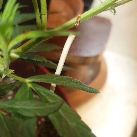 OPR "Original Punto Rojo " growlog photo: Amare lst 