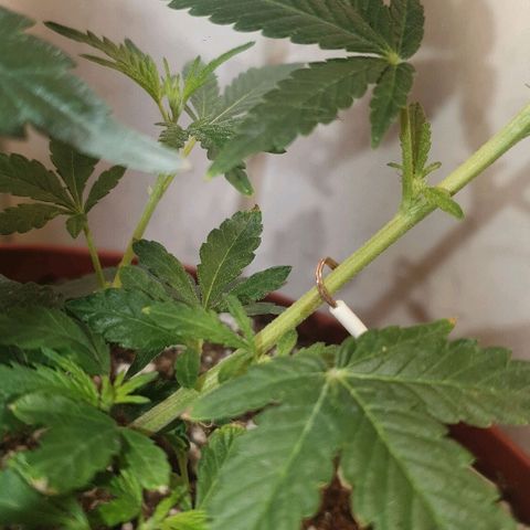OPR "Original Punto Rojo " growlog photo: Amare lst 