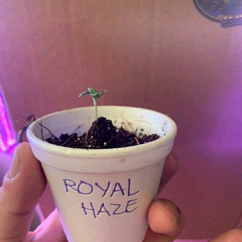 Royal Haze  growlog timeline photo