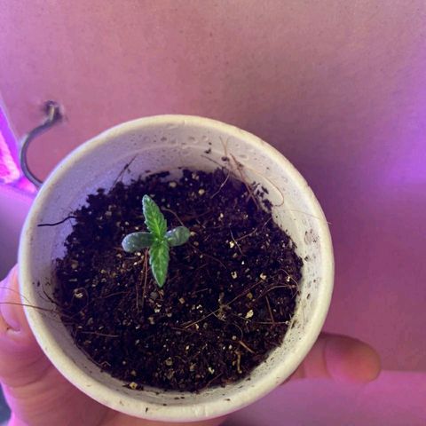 Royal Haze  growlog timeline photo