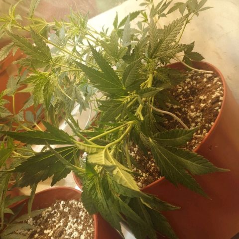 Gorilla Girl "Esqueje" growlog photo: Amare lst 