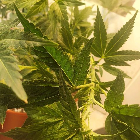 Gorilla Girl "Esqueje" growlog photo: Amare lst 