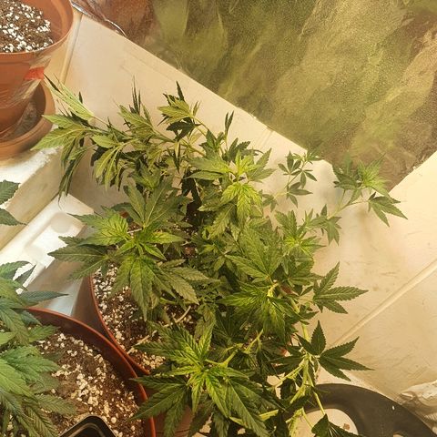 Gorilla Girl "Esqueje" growlog photo: Amare lst 