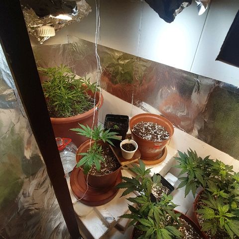 Mango 🥭  growlog photo: Comenzamos con la app jane