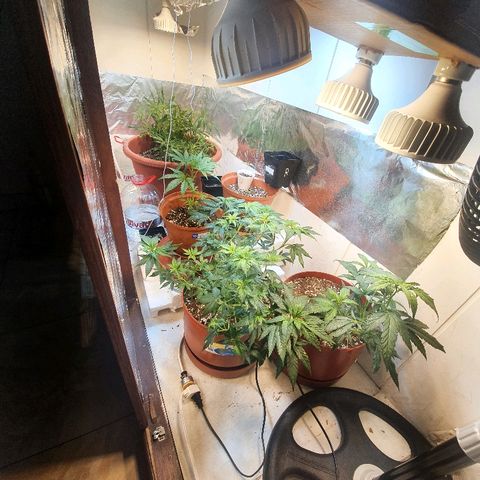 Mango 🥭  growlog photo: Cambio de posición Gorilla Girl "Esqueje" vs OPR "Original Punto Rojo" +Poda de hoja a Northern Ligthts