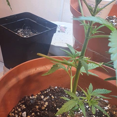 Northern Lights growlog photo: Poda