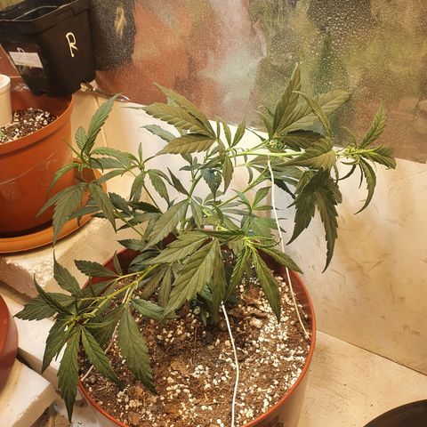 OPR "Original Punto Rojo " growlog photo: Amare lst 3#