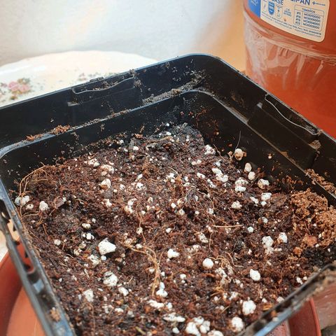 Deimos Ecua Seeds growlog timeline photo