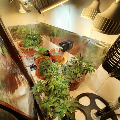 Mango 🥭  growlog photo: Amare lst a opr + nueva bb Mango 🥭 