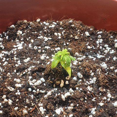 Gorilla Girl  growlog photo: Transplante  y riego