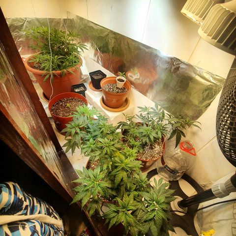 Mango 🥭  growlog photo: Cambio de lugar Gorilla Girl  y Norther Lights