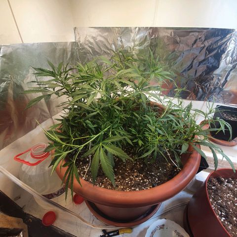 Amnesia kush  #1 growlog photo: Amare lst