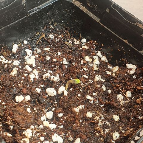 Deimos Ecua Seeds growlog timeline photo