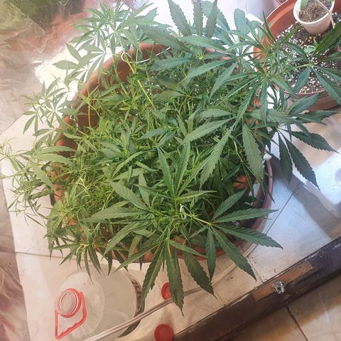Amnesia kush  #1 growlog photo: Amare y levantamiento de hojas