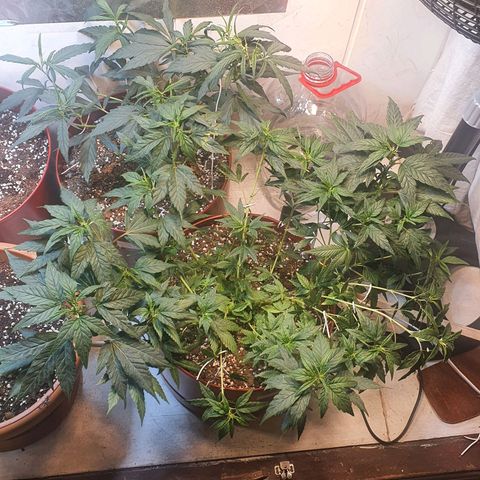 Gorilla Girl "Esqueje" growlog photo: Amares lst